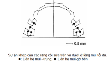 NHỮNG THAY ĐỔI KHỚP CẮN CỦA BỘ RĂNG SỮA