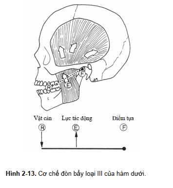 CÁC NGUYÊN LÝ VỀ HOẠT ĐỘNG CỦA HÀM DƯỚI