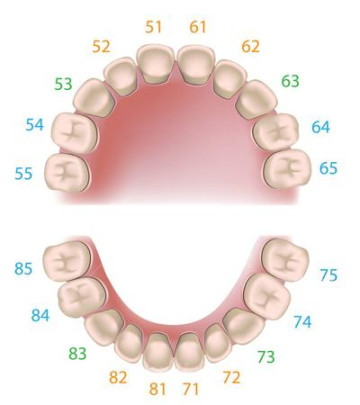 ĐẶC ĐIỂM KHỚP CẮN BỘ RĂNG SỮA