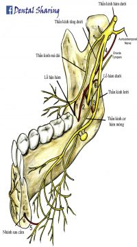 Thần kinh lưỡi.ab
