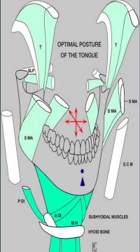 Hoạt động của cơ nhai trong vận động sang  bên của hàm dưới.3