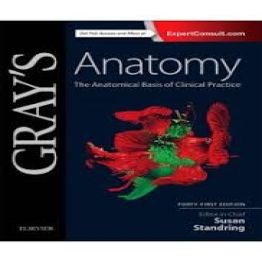 grays-anatomy-41