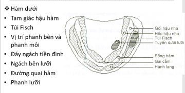 Giải phẫu gai cằm (Genial Tubercles)